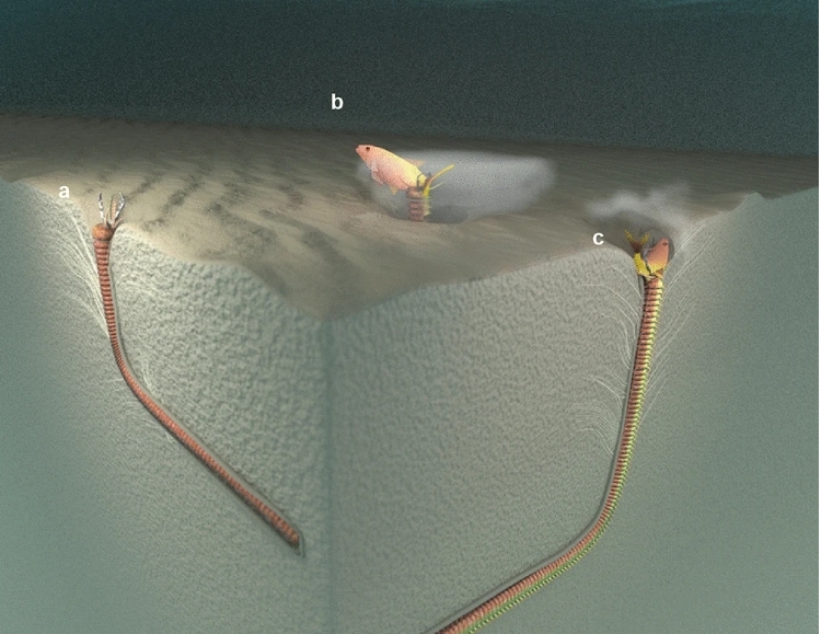 Вчені знайшли нору гігантського підводного хробака, який жив 20 млн років тому